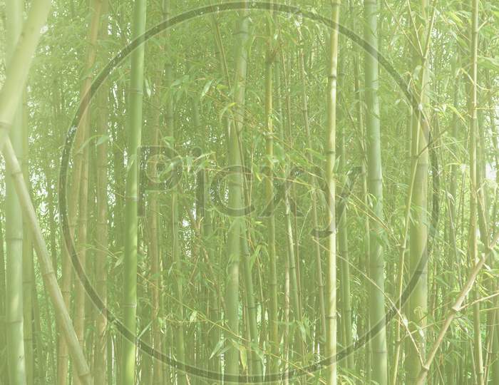 High Key Bamboo Tree (Bambusoideae) Background