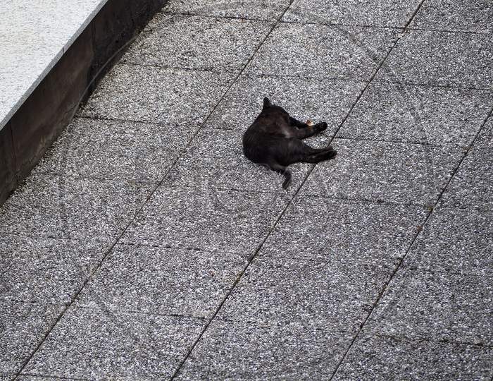 Black Cat On Grey Tiled Concrete Floor Background