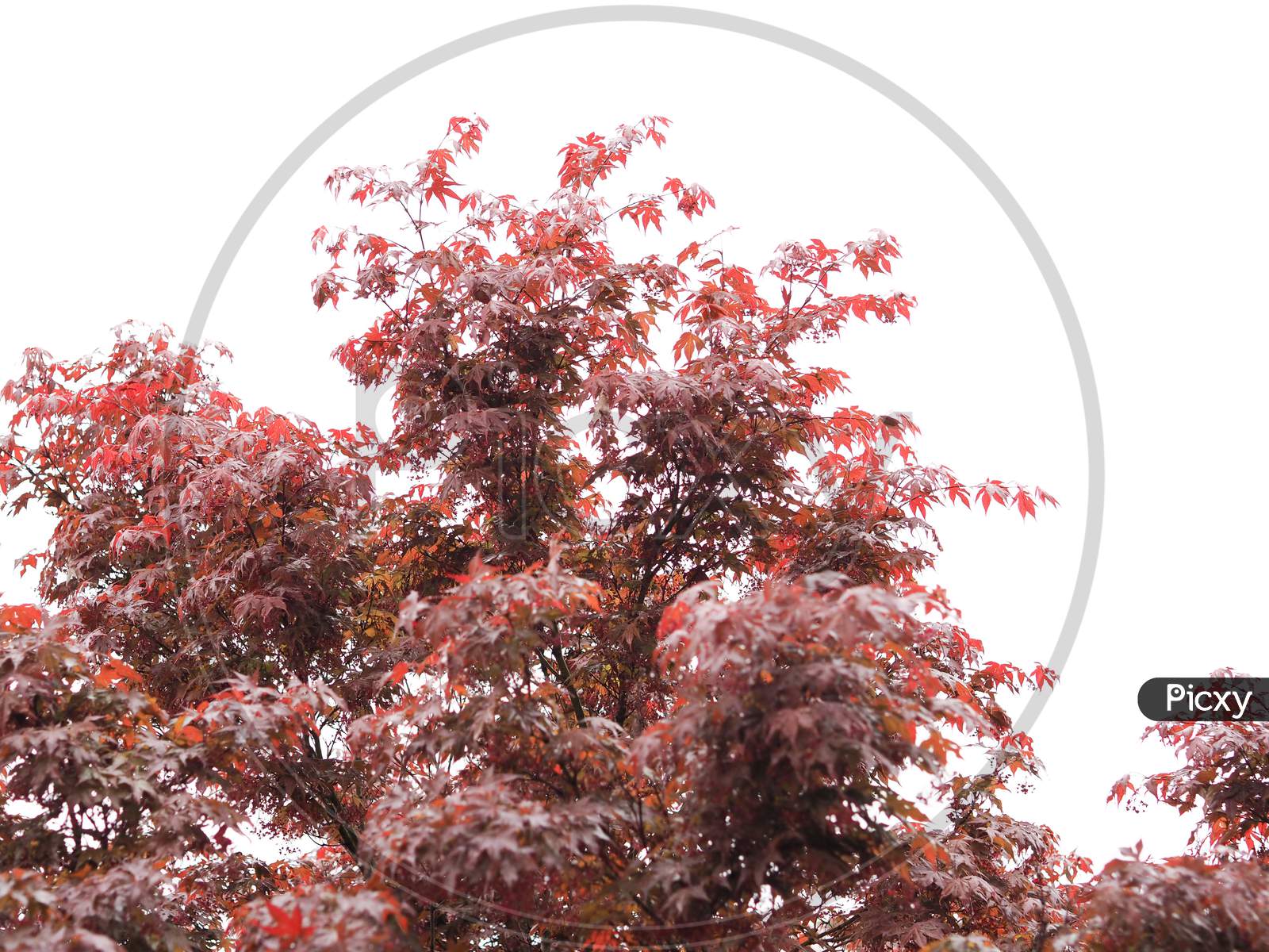 Maple Acer Tree