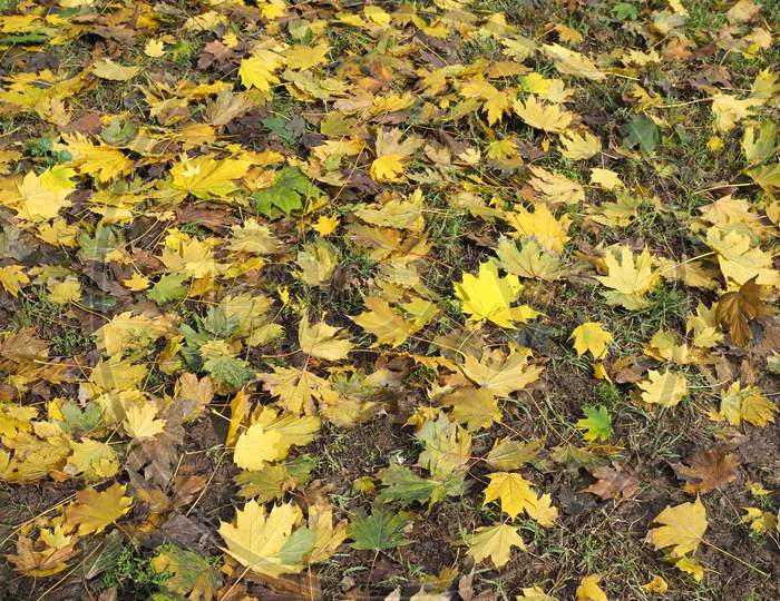 Yellow Leaves Texture Background