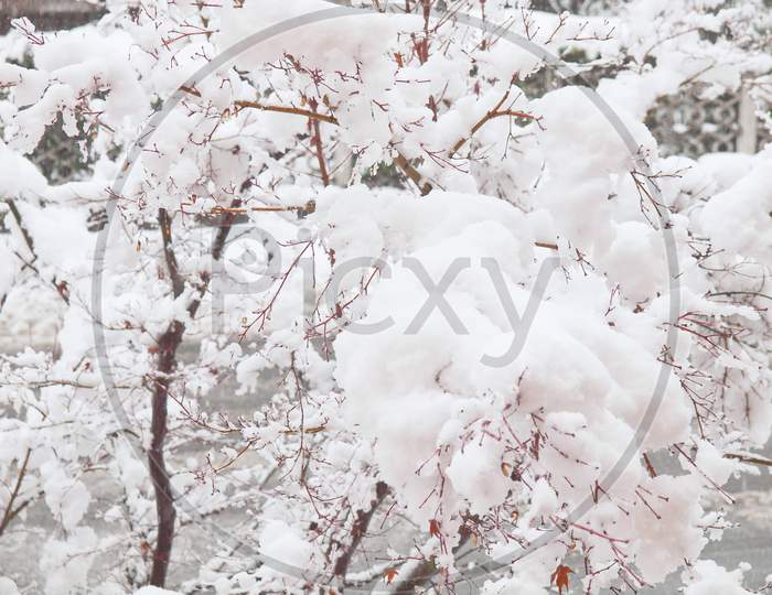 Maple Tree In Snow