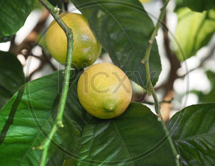 Lemon Tree Fruit