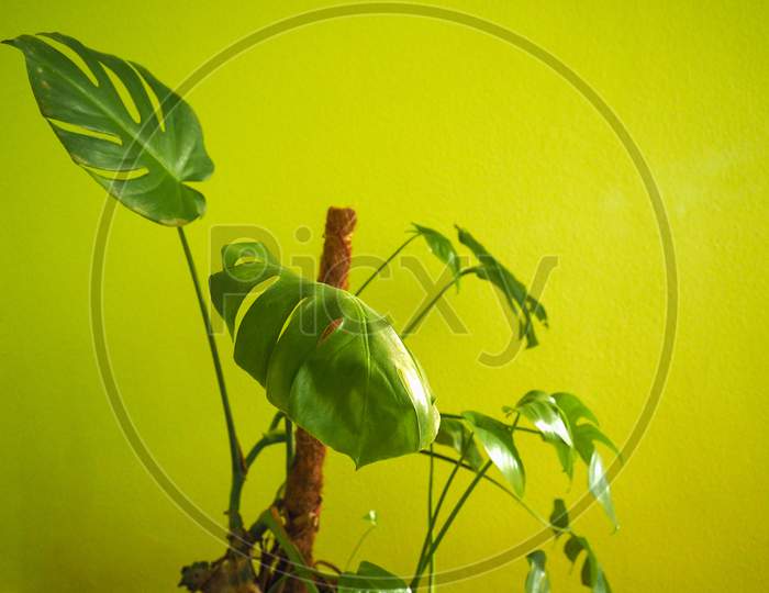 Ceriman (Monstera Deliciosa) Plant