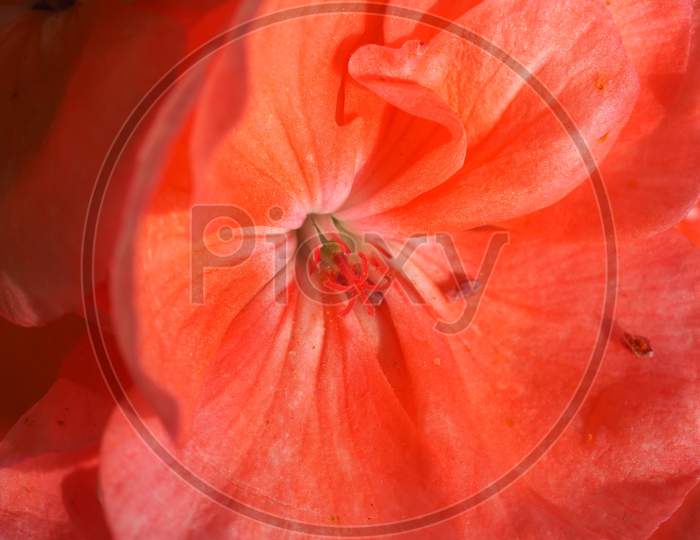 Pink Geranium Flower Selective Focus