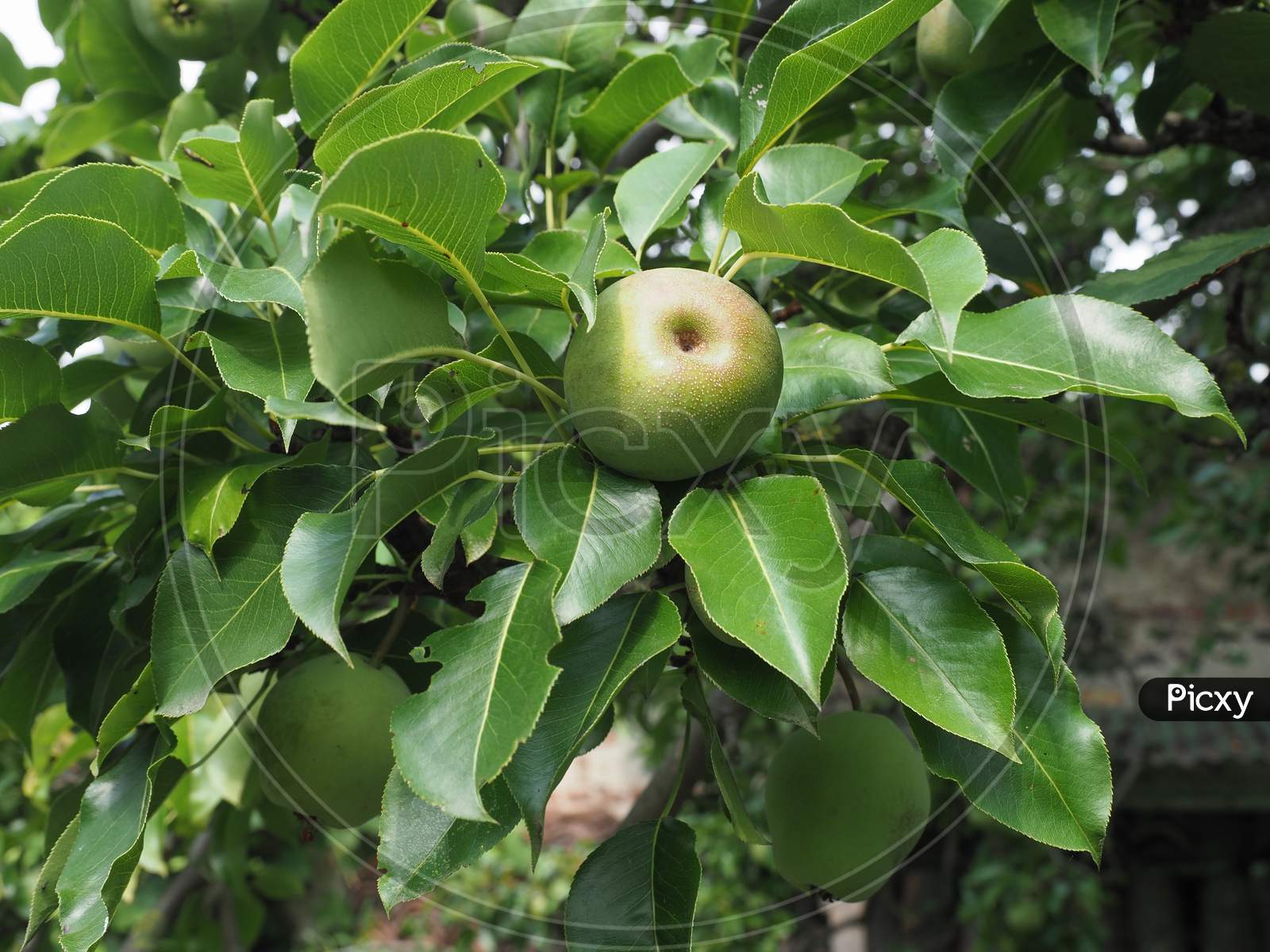 Green Pear Fruit Food