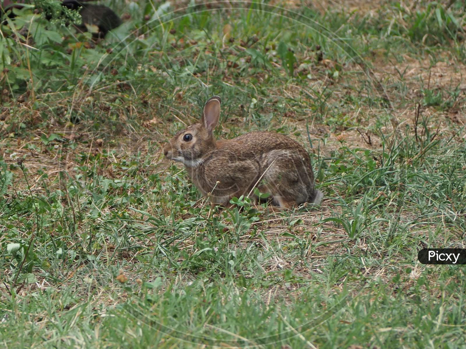 Hare Mammal Animal