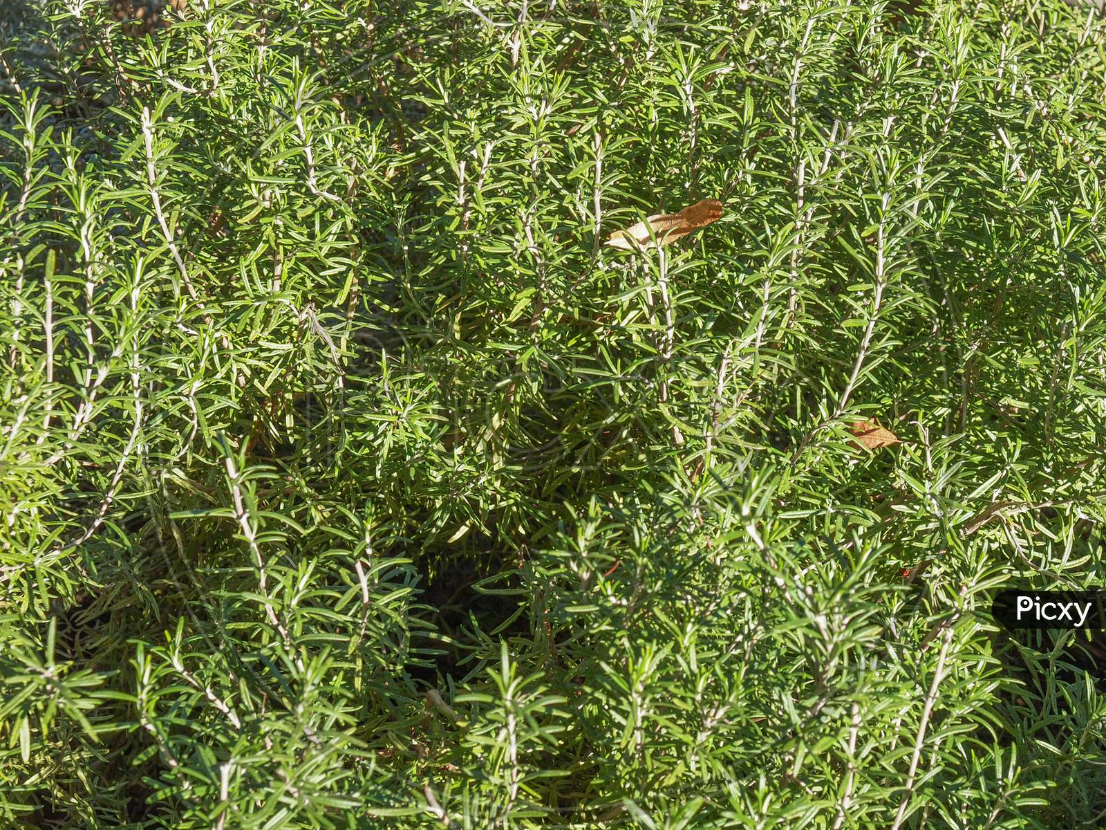 Rosemary Plant (Rosmarinus)