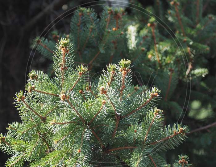 Pine (Pinus Pinaceae) Tree