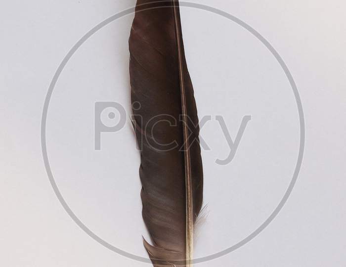 Black Crow Bird Feather