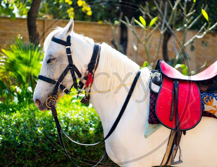 White Horse With Red Saddle Standing In Front Of Green Plants Ready For Animal Festival Or Horse Riding Lesson At A Popular Spa Resort In Rajasthan India. Shows A Popular Tourist Attraction Where They Interact With Animals Especially For Kids