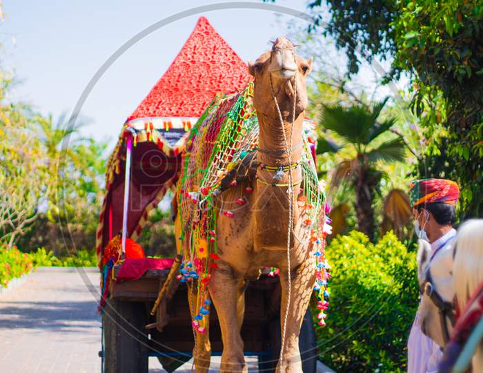 Colorfully Decorated Regal Camel Decked In Colorful Tie And Dye Cloth, Loops And Bridle Standing Majestically With Men In Colorful Turbans And White Kurta Dresses