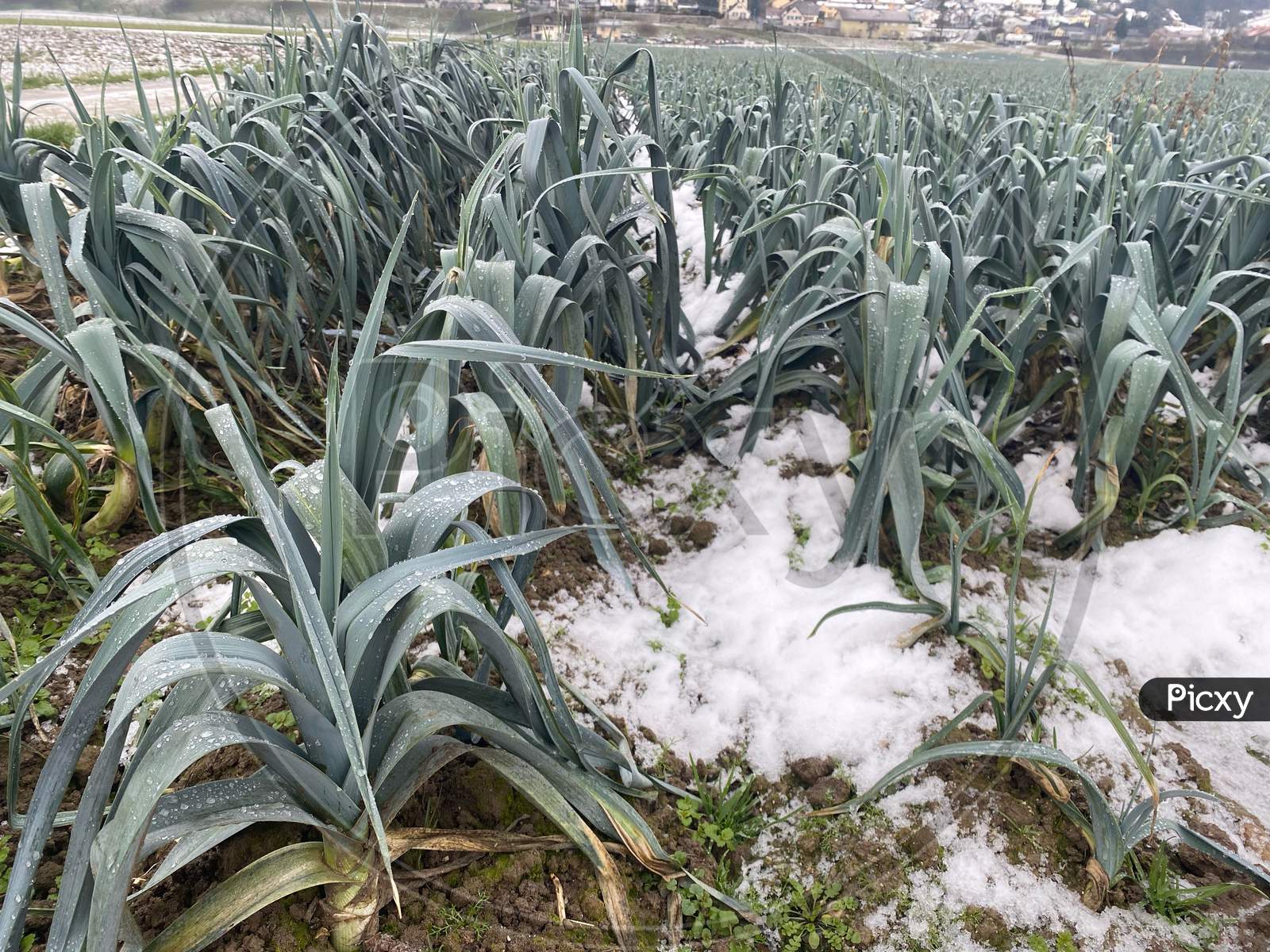 Fresh Leek Growing In Soil And Snow In Winter. Seasonal Vegetables In Switzerland.
