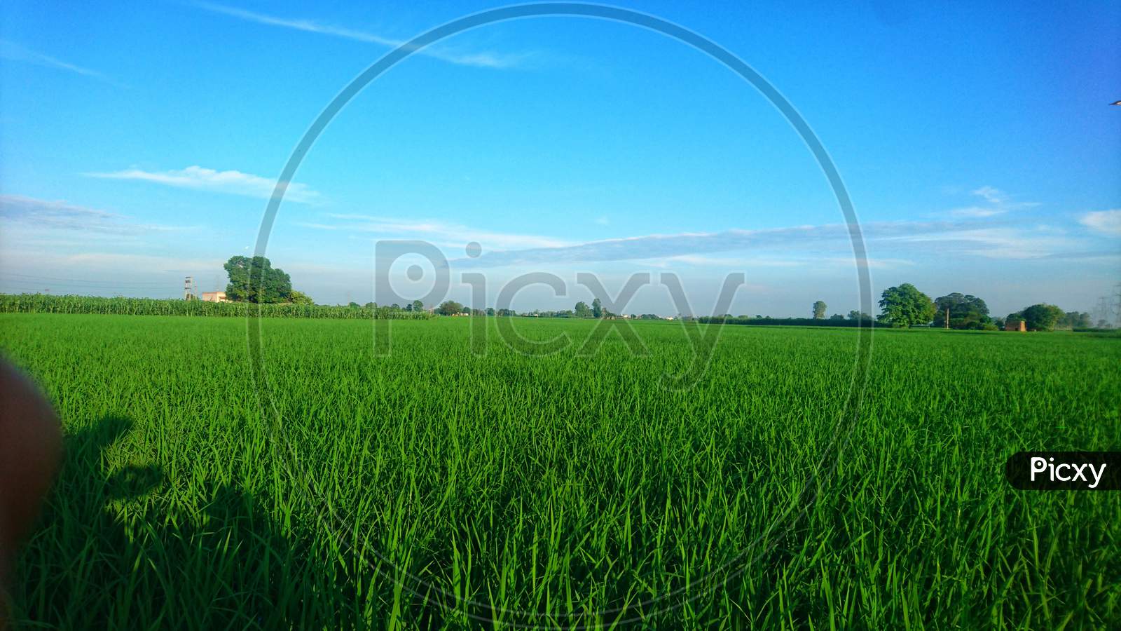 Rice fields in punjab