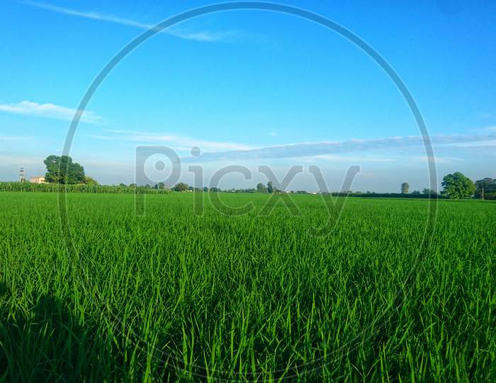 Rice fields in punjab
