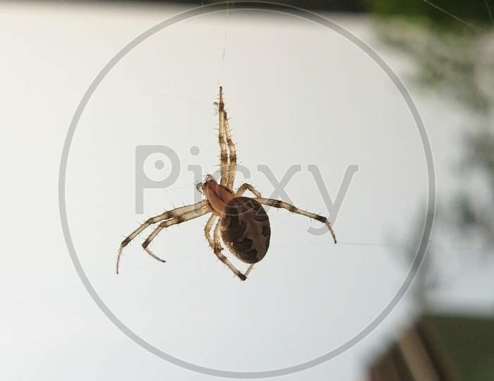 Hanging natural spiderman