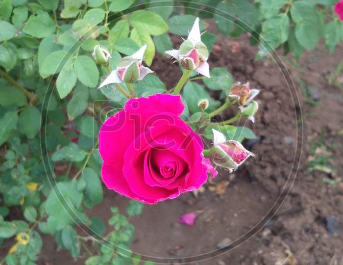 beauty of Rose flower  india , Gujarat