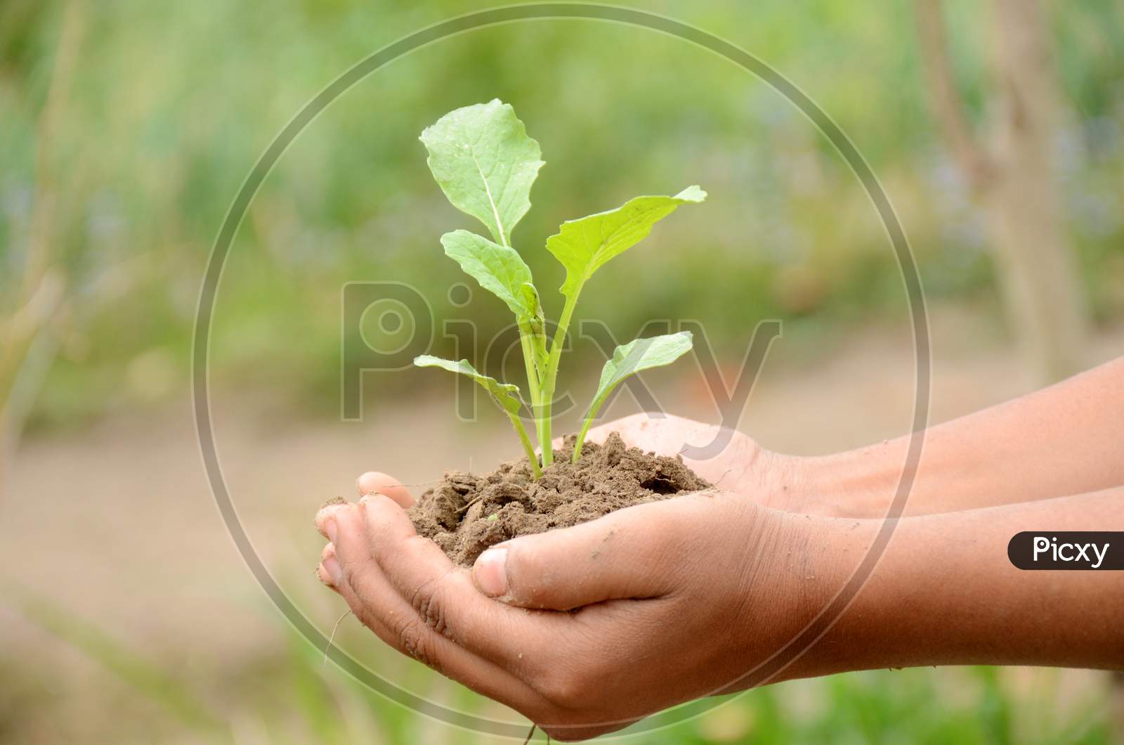 Spinach Plant Soil Heap In Hands Over Out Of Focus Green Background.