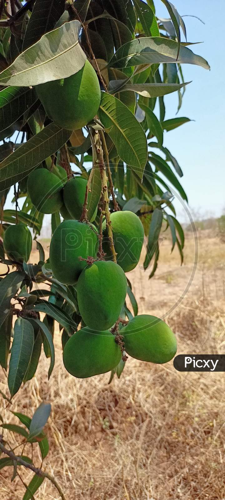 Mango tree India, Gujarat