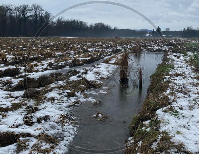 Test Field Of Rice In Brugg Switzerland In Wintertime. Experiment With Growing Conditions. Vertical Photo.