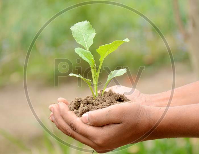 Spinach Plant Soil Heap In Hands Over Out Of Focus Green Background.