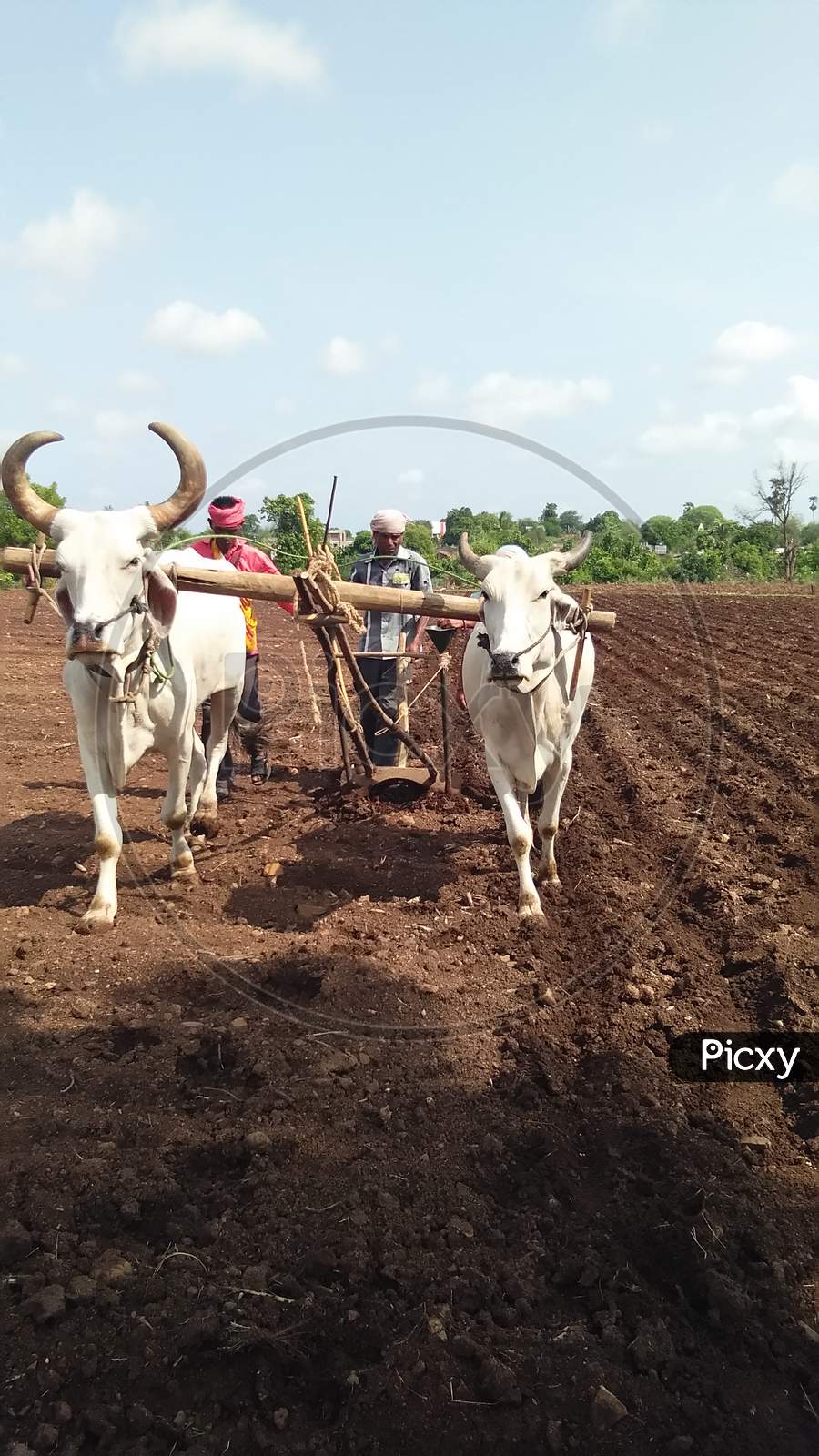 Farmers Sowing seeds at iIndian  Village