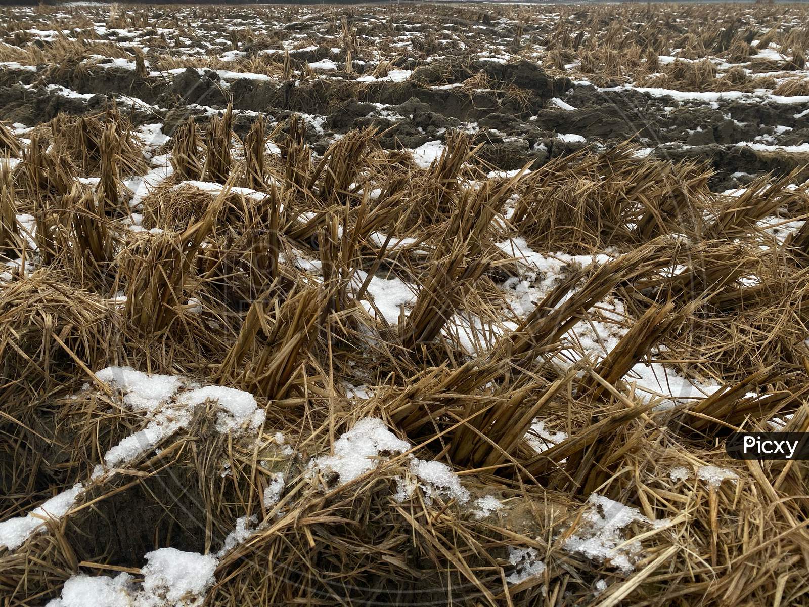 Close-Up Of A Test Field Of Rice In Brugg Switzerland In Wintertime. Experiment With Growing Conditions .