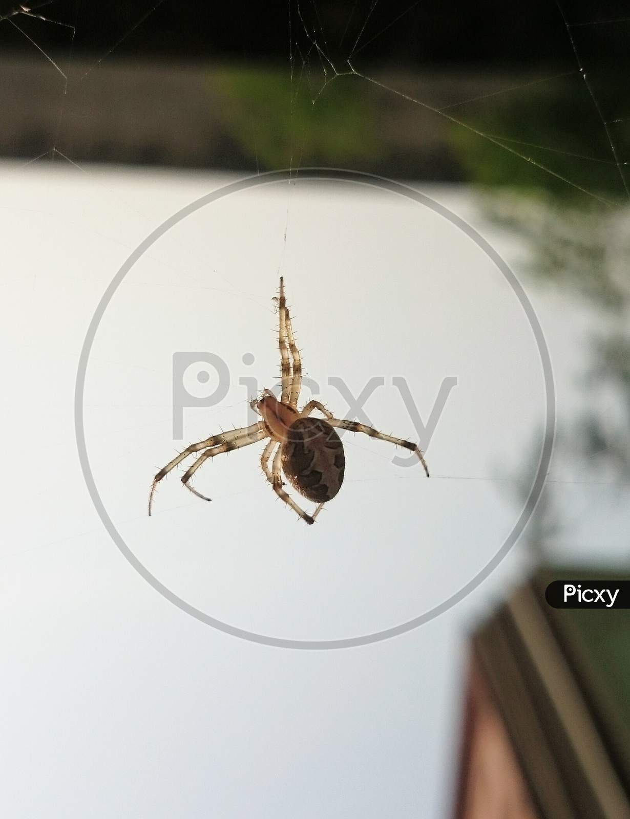 Hanging natural spiderman
