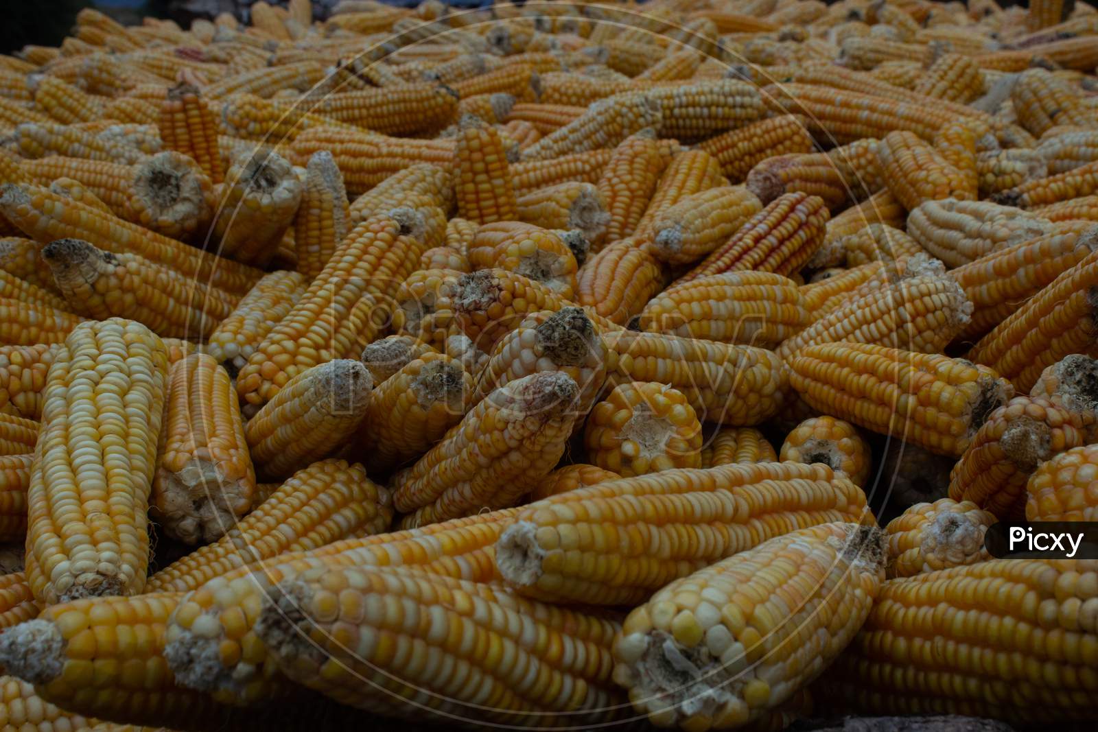 sweet corn, corn, farm of himachal