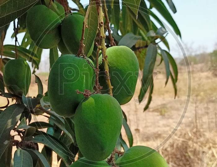 Mango tree India, Gujarat
