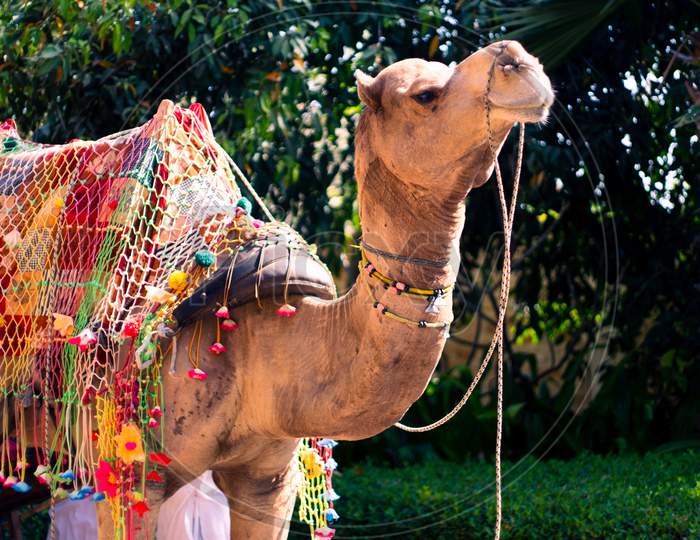 Colorfully Decorated Regal Camel Decked In Colorful Tie And Dye Cloth, Loops And Bridle Standing Majestically Waiting For The Animal Festival In Pushkar Bikaner Rajasthan India