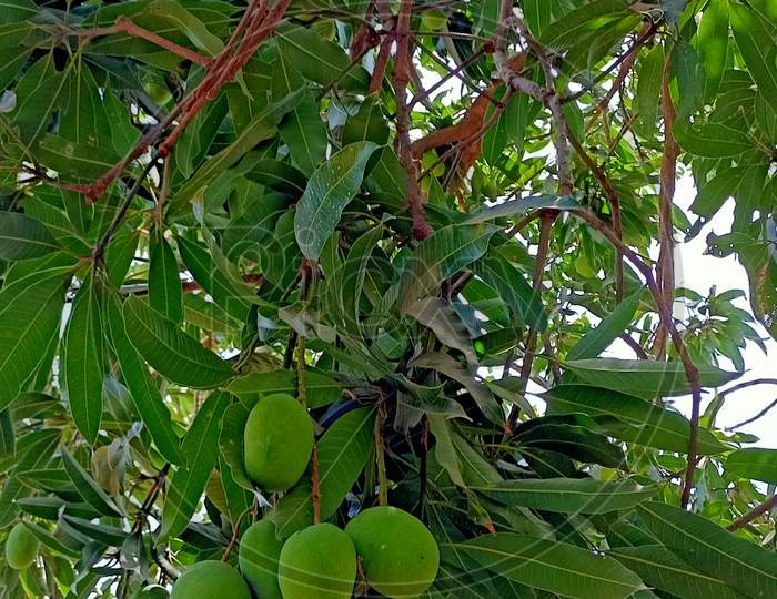 Mango tree india, Gujarat