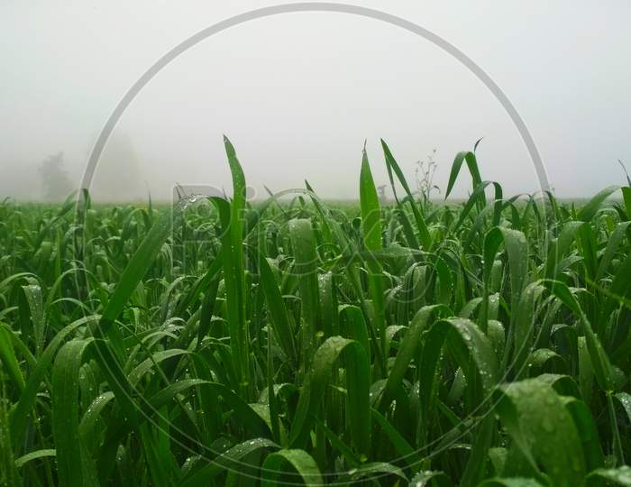 Foggy Day in Farm