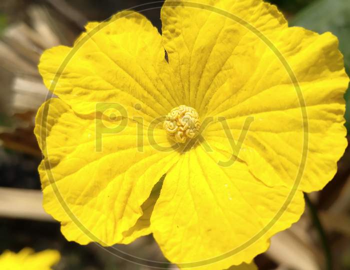 Vegitable flower