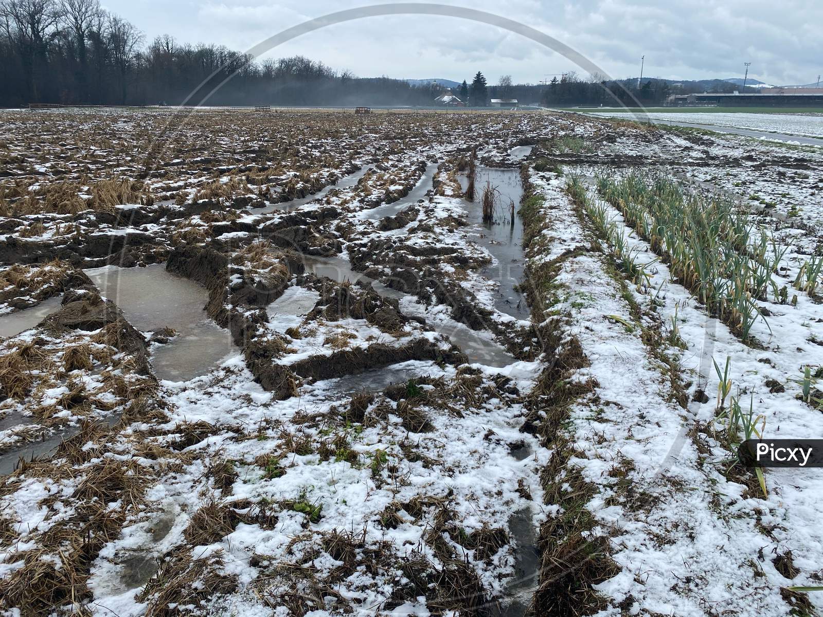 Test Field Of Rice In Brugg Switzerland In Wintertime. Experiment With Growing Conditions
