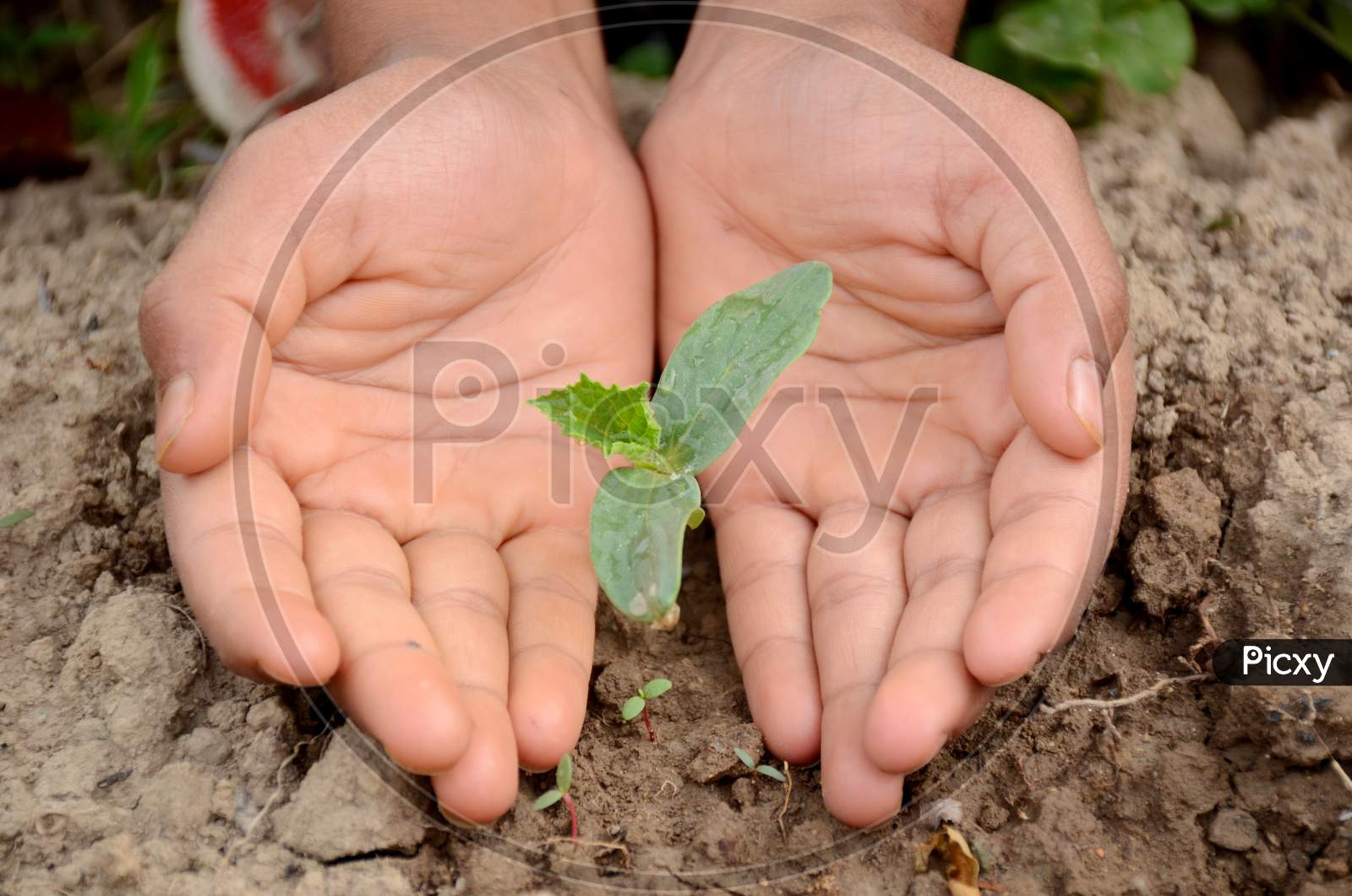 Round Gourd Plant Soil Heap In Hands Over Out Of Focus Brown Background.