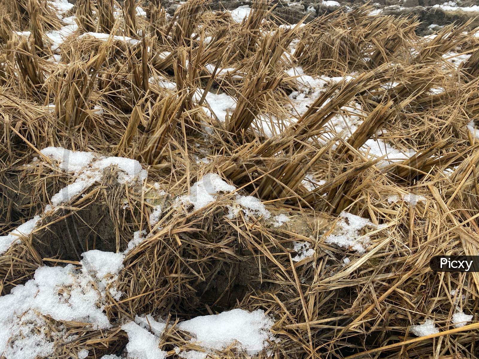 Close-Up Of A Test Field Of Rice In Brugg Switzerland In Wintertime. Experiment With Growing Conditions .