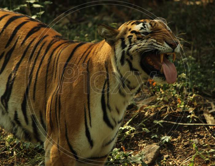 tiger, indian tiger, roaring tiger