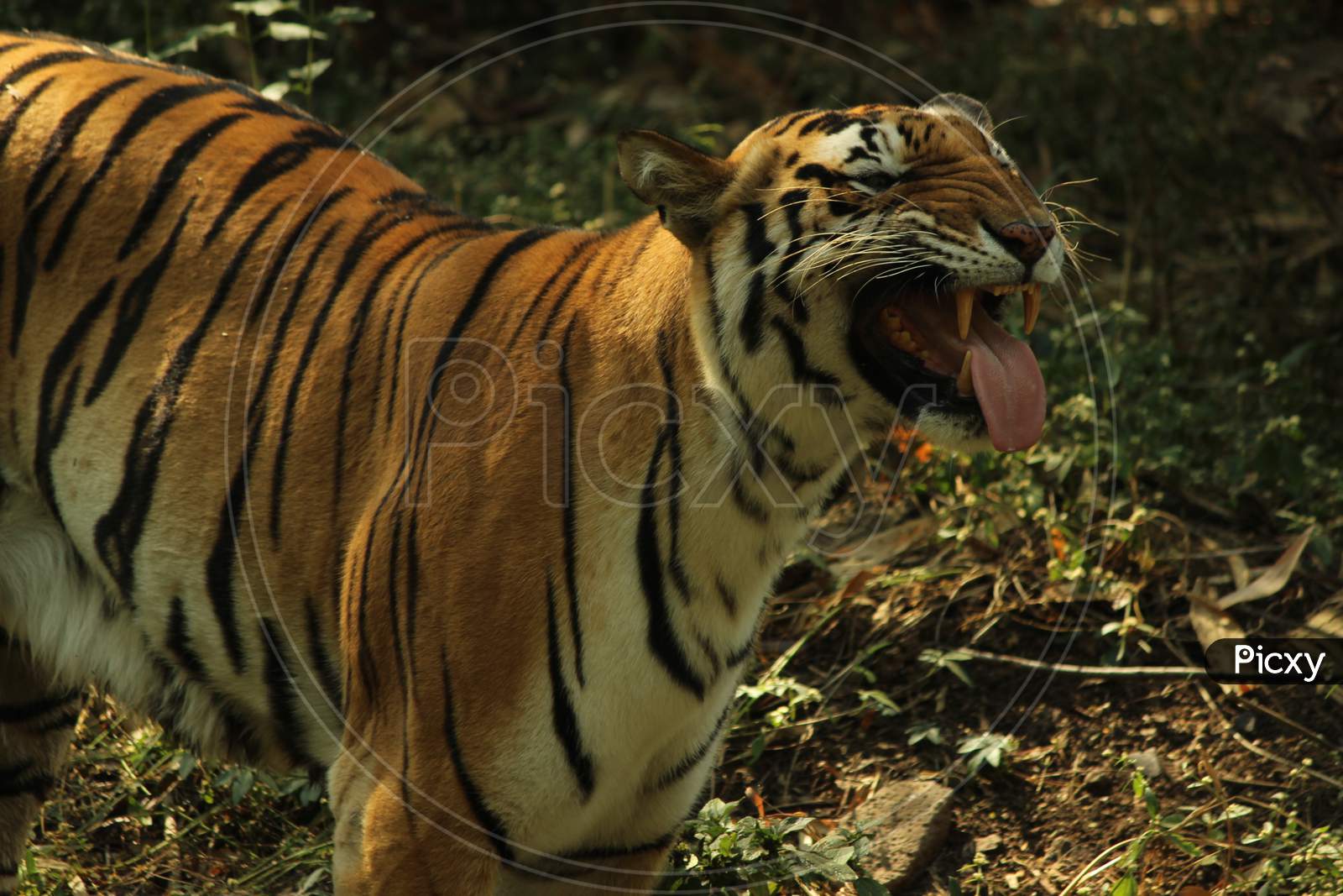 tiger, indian tiger, roaring tiger
