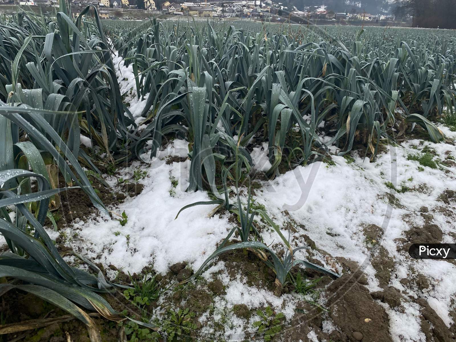 Fresh Leek Growing In Soil And Snow In Winter. Seasonal Vegetables In Switzerland.