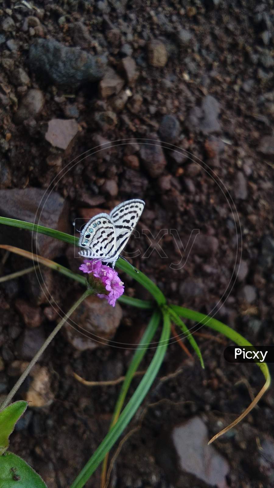Unique Butterfly at Monsoon