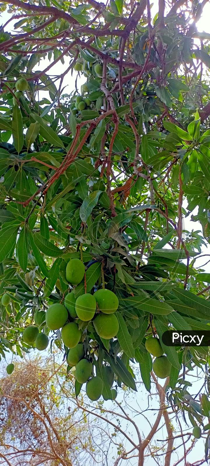Mango tree india, Gujarat