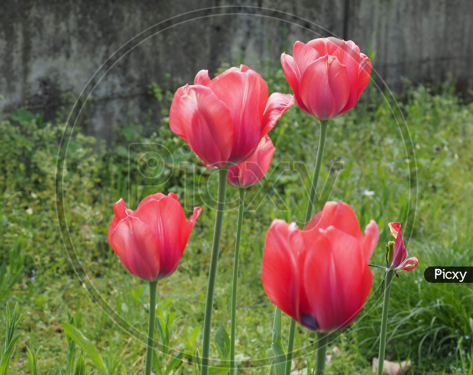 Red Tulips Flower