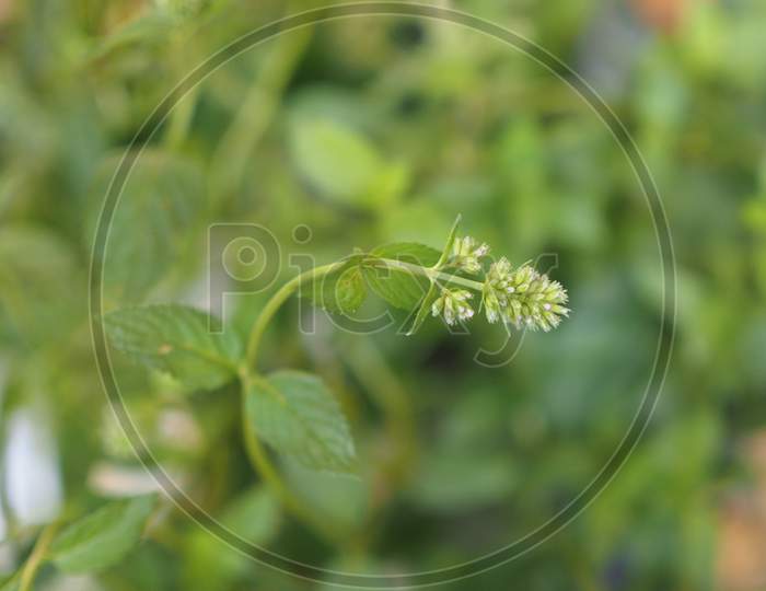 Peppermint (Mentha Piperita) Plant Selective Focus