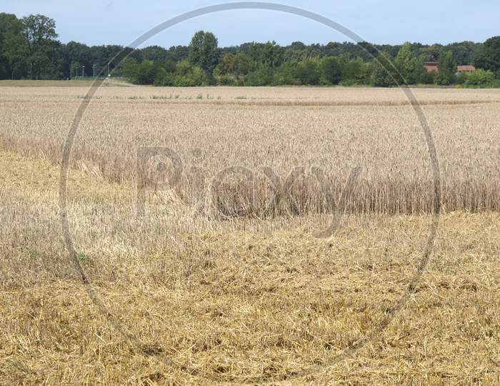 Barley Field Harvest