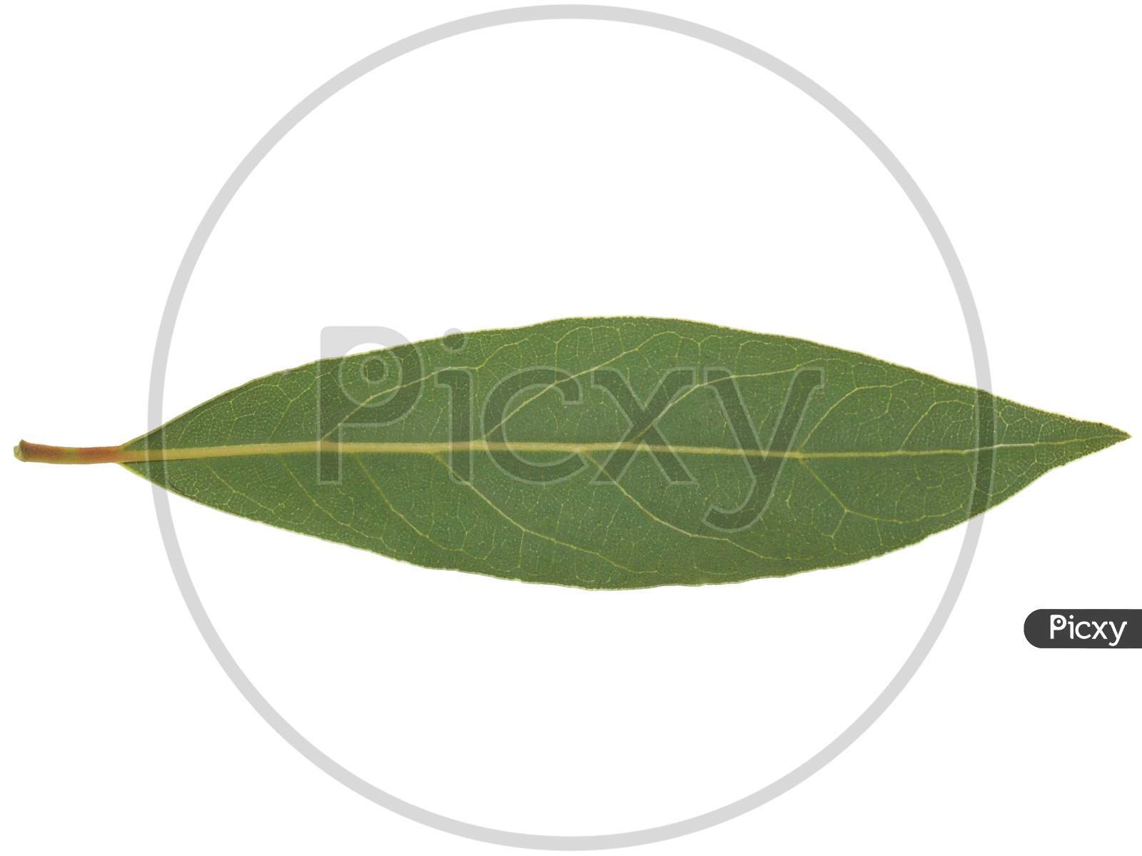 Laurel Bay Tree Leaf Isolated