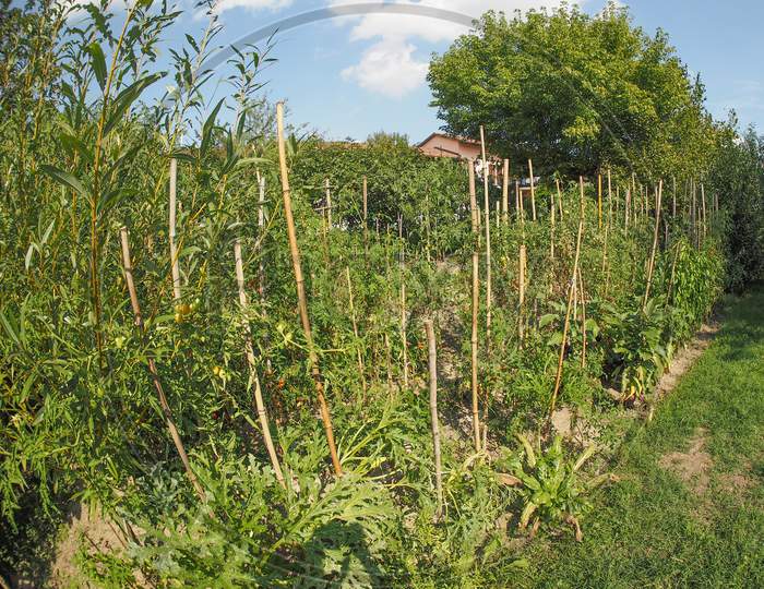 Vegetable Garden With Tomato Plants