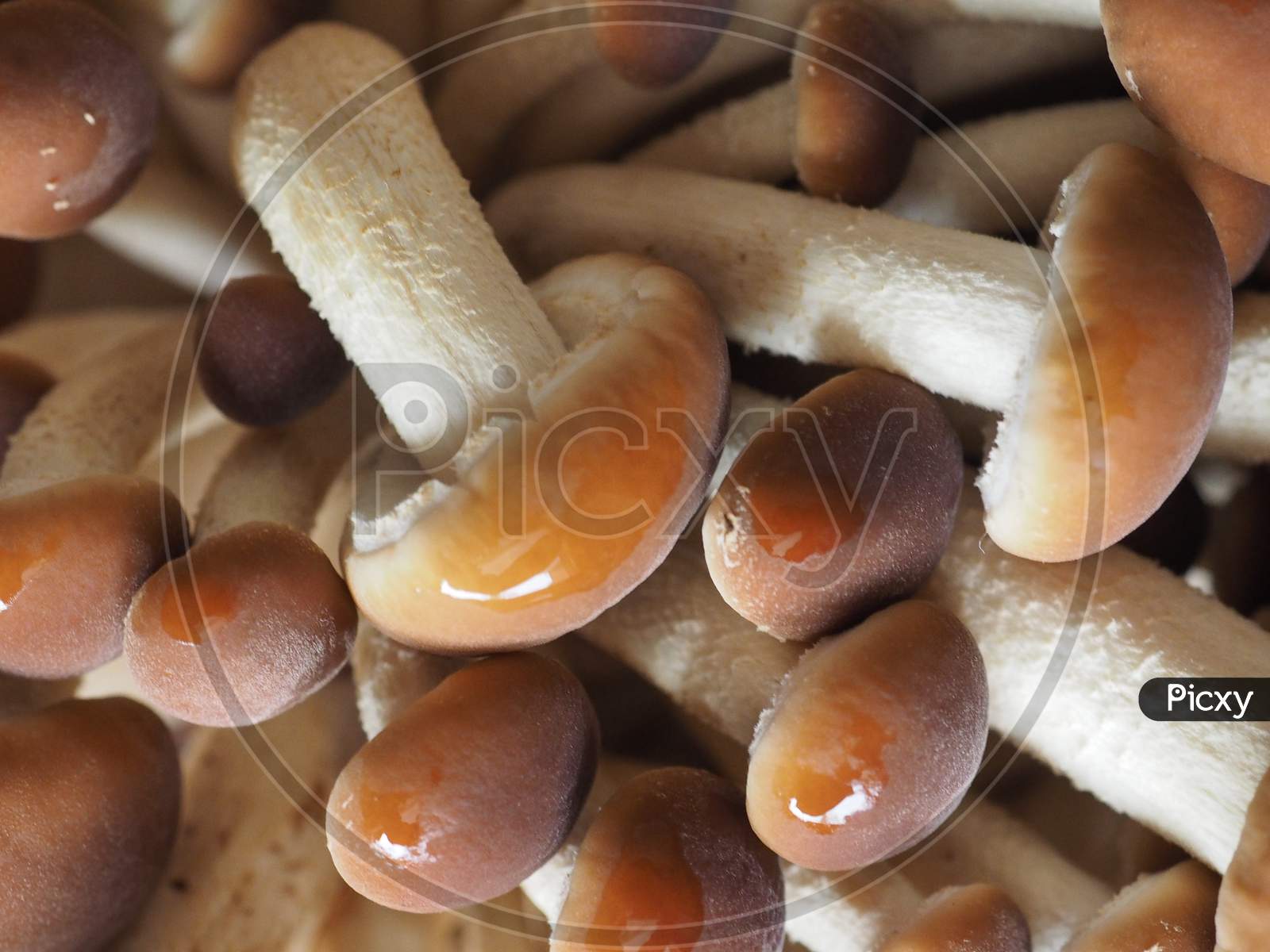 Poplar Mushrooms Aka Velvet Pioppini Mushroom Food