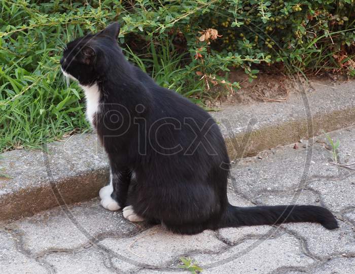 Black And White Domestic Cat