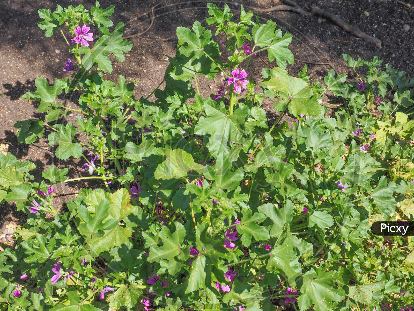Purple Malva Flower