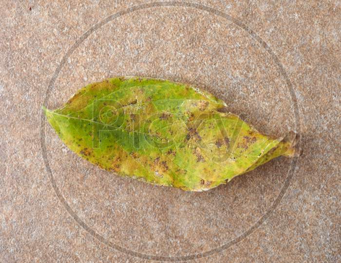 Fallen Autumn Leaf